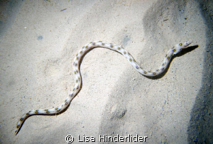 Gold spotted Eel cruising across the sand on a night dive. by Lisa Hinderlider 